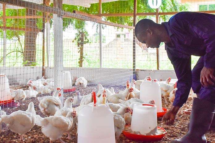 Ghana Poultry Industry
